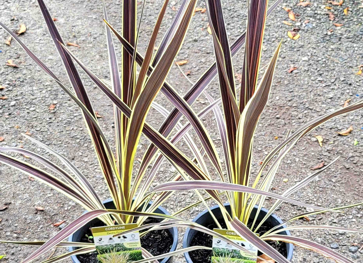 Cordyline banksii - ELECTRIC FLASH - Ti Ngahere 'Sprilecflash' PBR