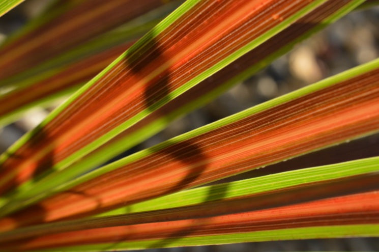 Cordyline banksii - ELECTRIC STAR - Ti Ngahere