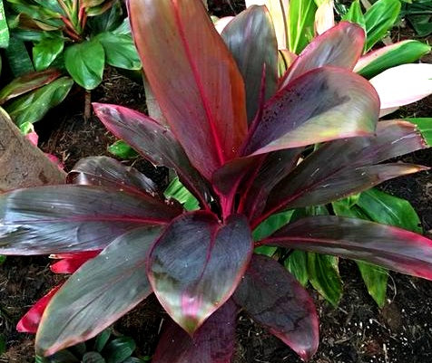 Cordyline fruticosa - FIREBRAND - Ti Plant