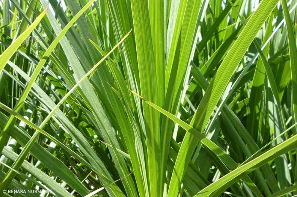 Cordyline australis - KASPER GREEN - Ti Kouka