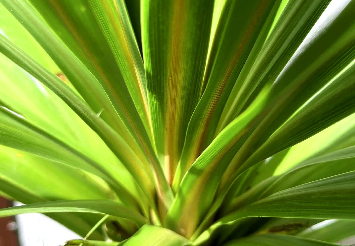 Cordyline australis - PEKO - Ti Kouka