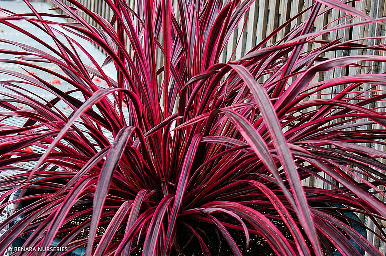 Cordyline australis x banksii x pumilio - RASPBERRY FOUNTAIN - Ti Plant 'CorBzr01' PBR