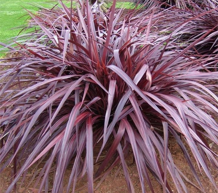 Cordyline australis x banksii x pumilio - RED FOUNTAIN - Ti Plant 'Red Foundtain' PBR