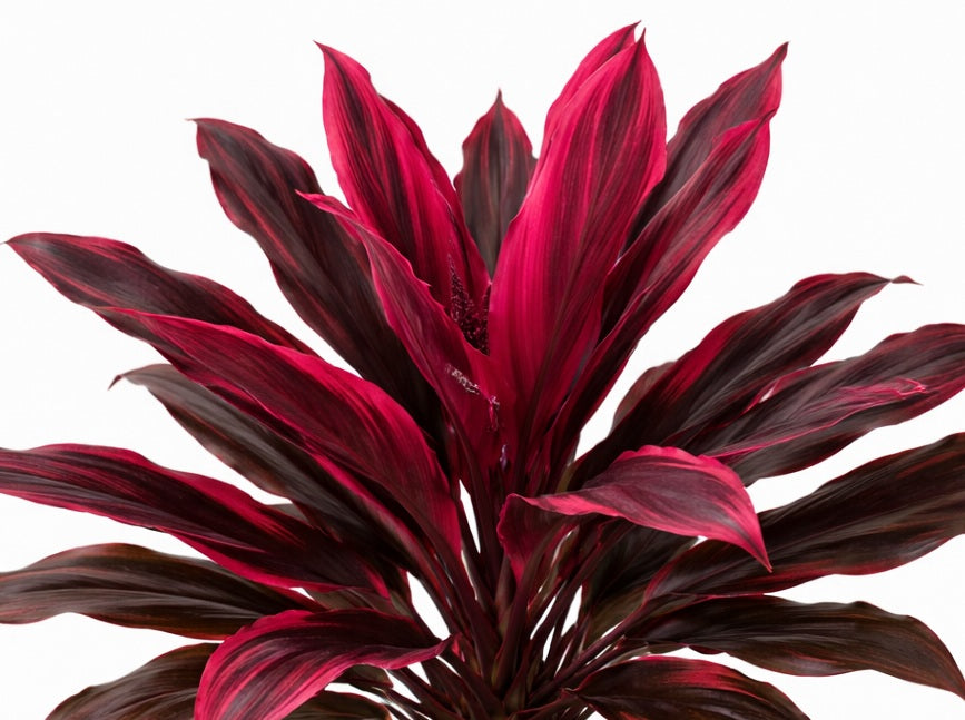 Cordyline fruticosa - RUBRA - Ti Plant