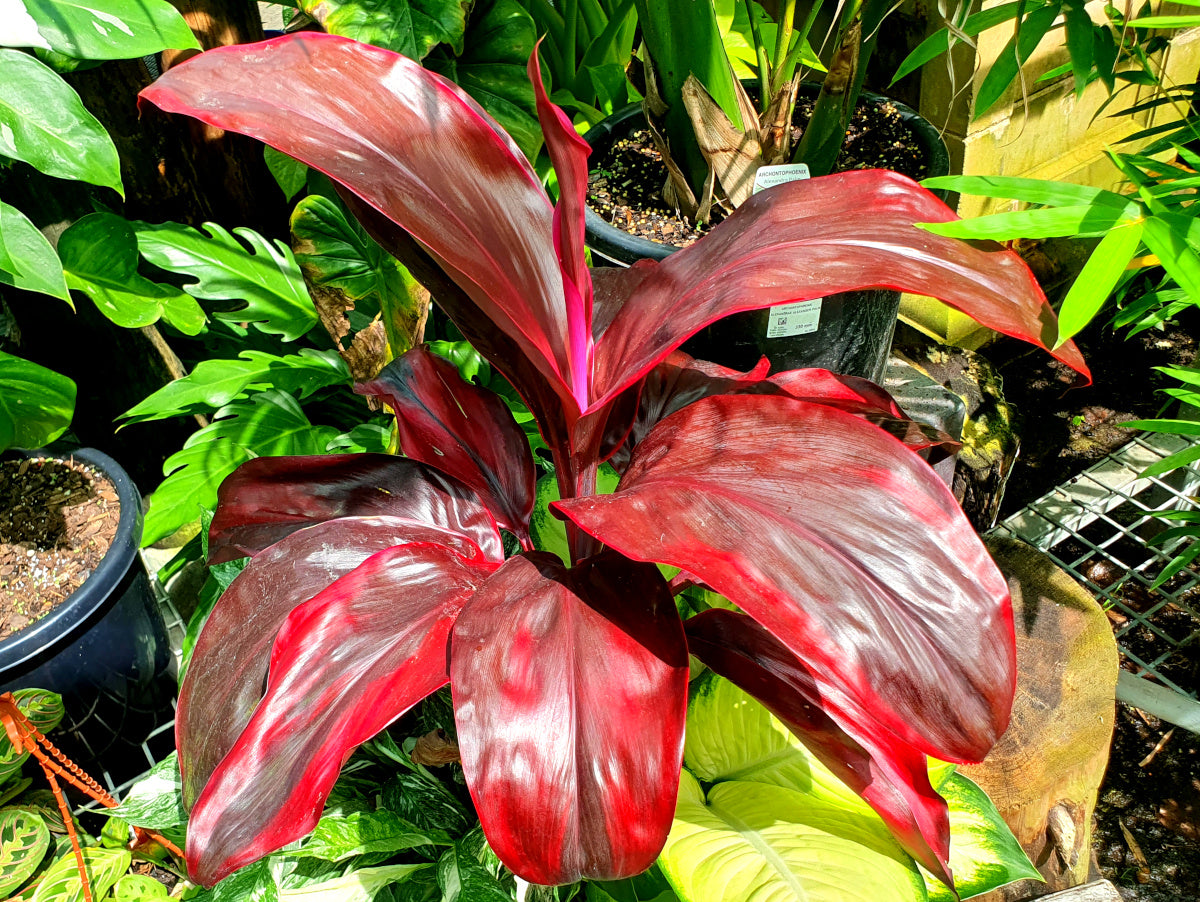 Cordyline fruticosa - RUBY - Ti Plant