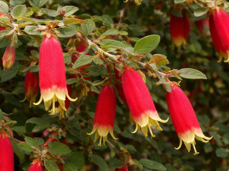 Correa - BLOOMIN' EARLY - Native Fuchsia