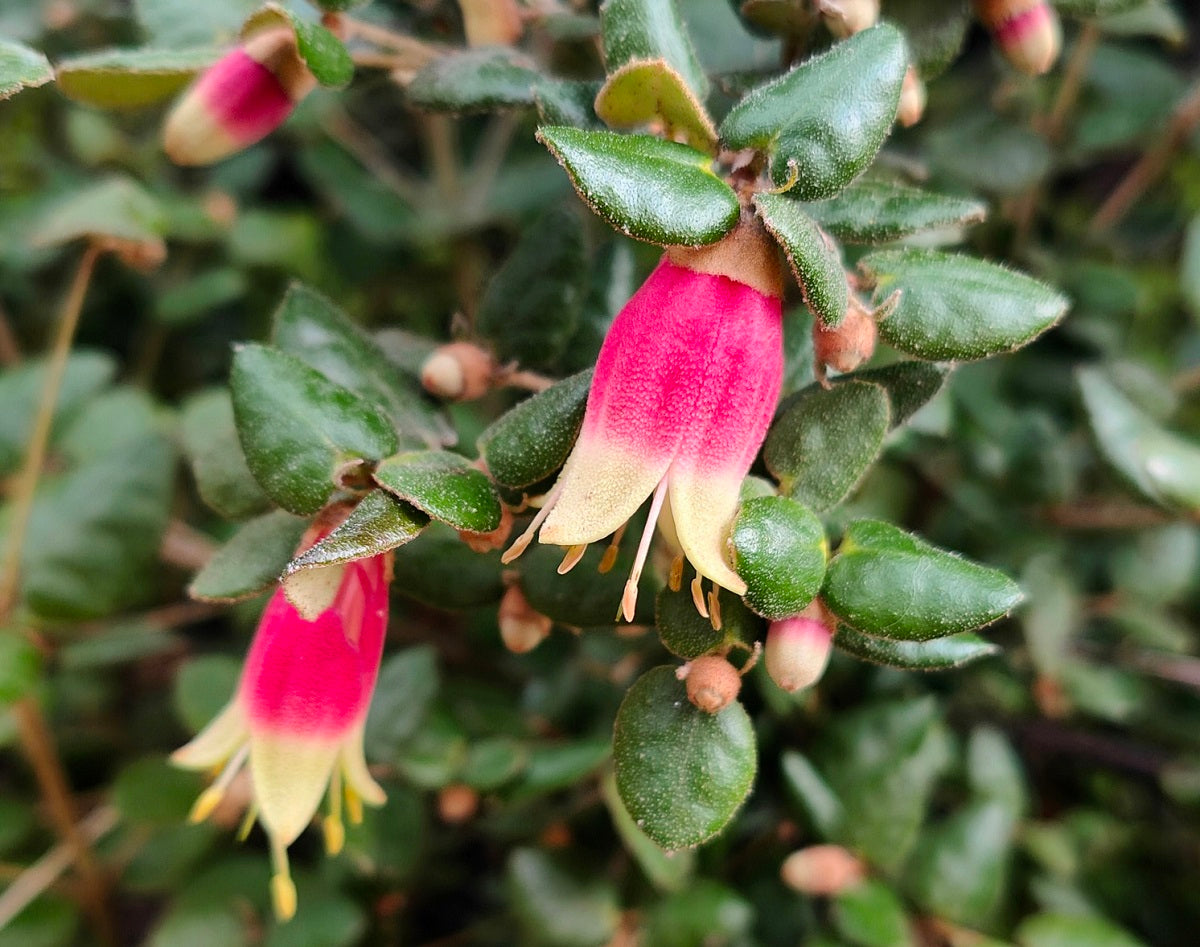 Correa reflexa x pulchella - CANBERRA BELLS - Salmon Native Fuchsia 'Canberra Bells' PBR