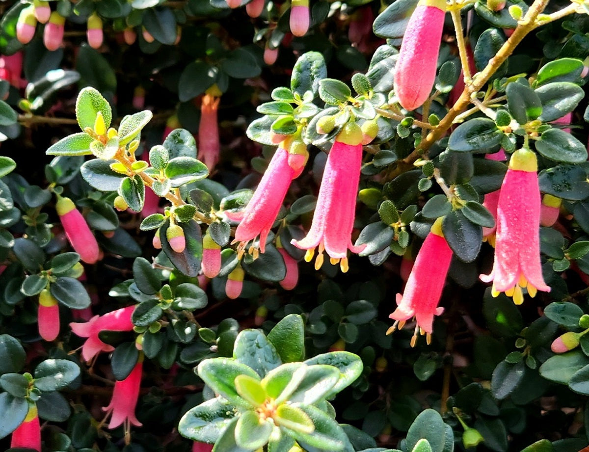 Correa pulchella - LITTLE CATE - Salmon Native Fuchsia