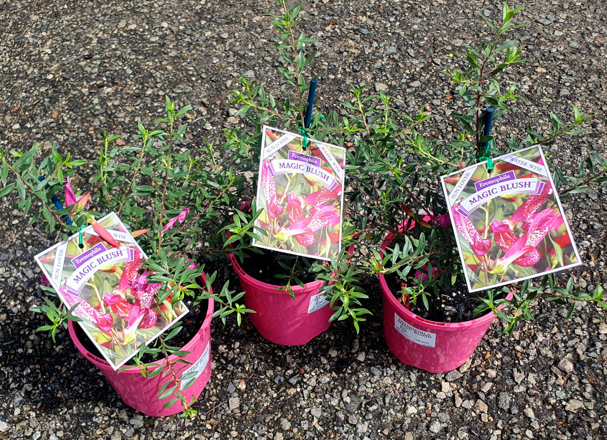 Eremophila maculata - MAGIC BLUSH - Spotted Emu Bush