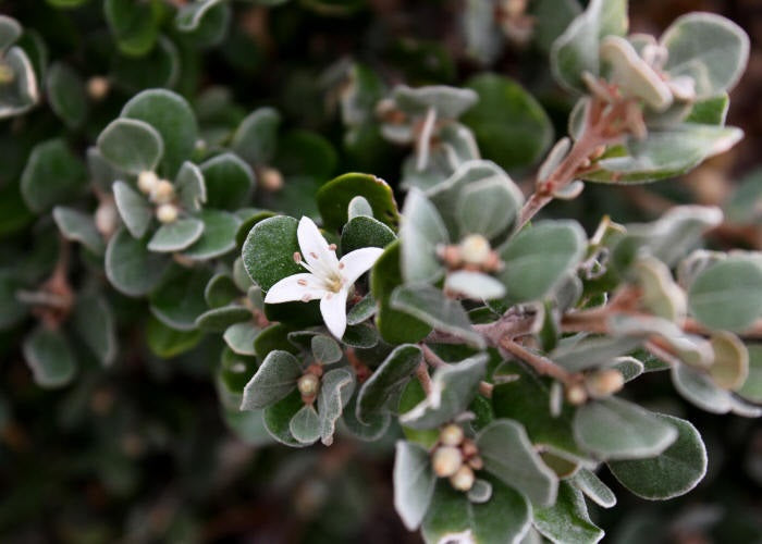 Correa alba - White Native Fuchsia
