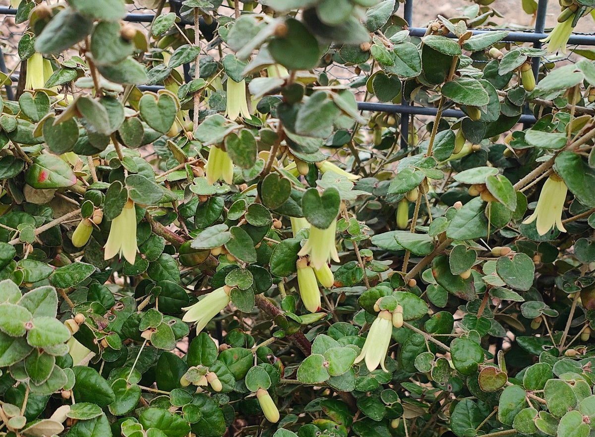 Correa reflexa nummulariifolia - Roundleaf Native Fuchsia