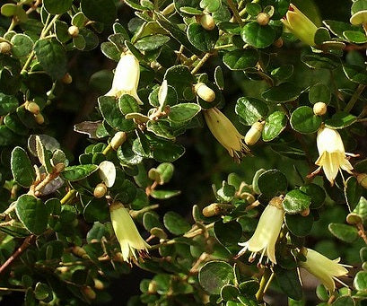 Correa reflexa nummulariifolia - Roundleaf Native Fuchsia