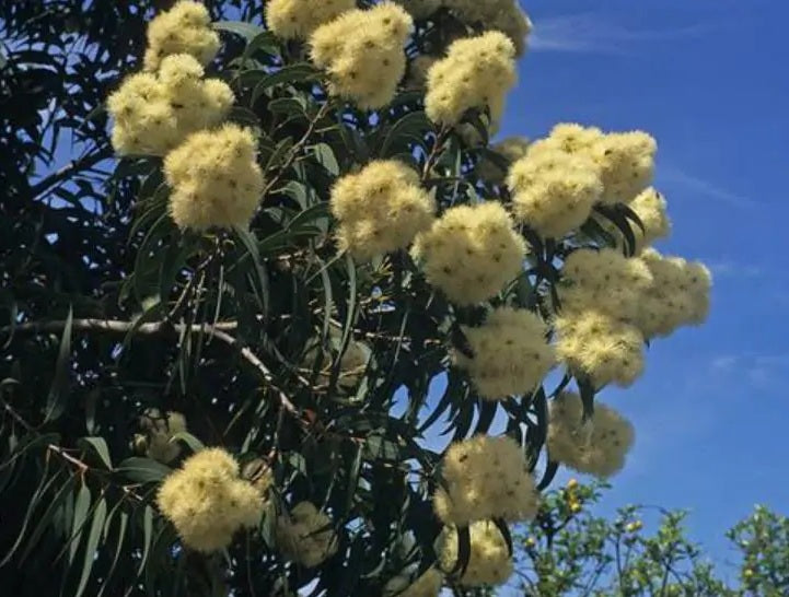 Corymbia eximia nana - Dwarf Yellow Bloodwood