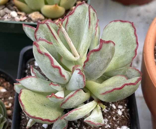 Cotyledon orbiculata - CHOCO LINE - Navel-Wort