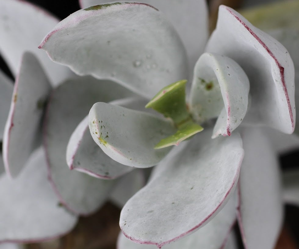 Cotyledon orbiculata x ladismithiensis - DANS DELIGHT - Navel-Wort