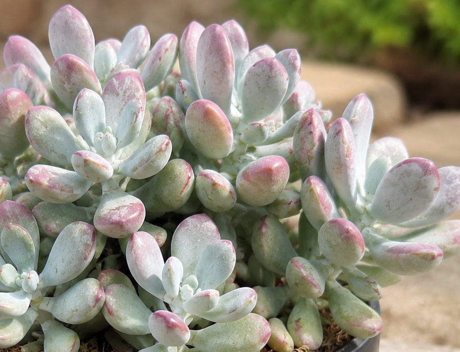 Cotyledon orbiculata - HIGGINSAE - Navel-Wort