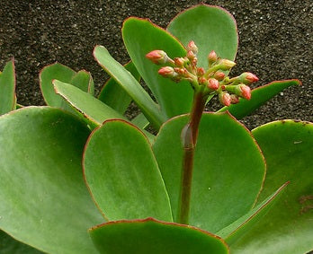 Cotyledon orbiculata oblonga - MACRANTHA - Navel-Wort