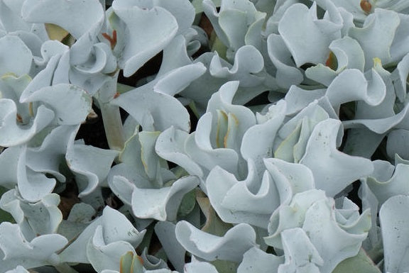 Cotyledon orbiculata - SILVER WAVES - Navel-Wort