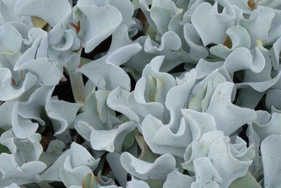COTYLEDON SILVER WAVES