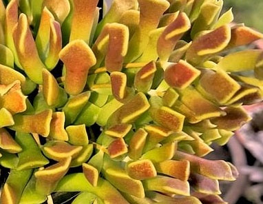 Cotyledon orbiculata var orbiculata - STRING FORM - Choco Line