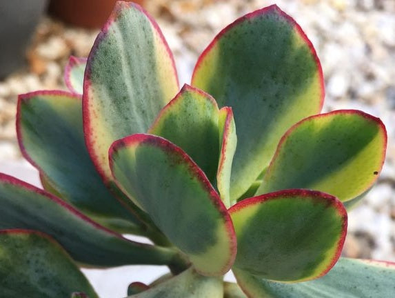 Crassula arborescens undulatifolia - BLUEBIRD VARIEGATED - Ripple Jade