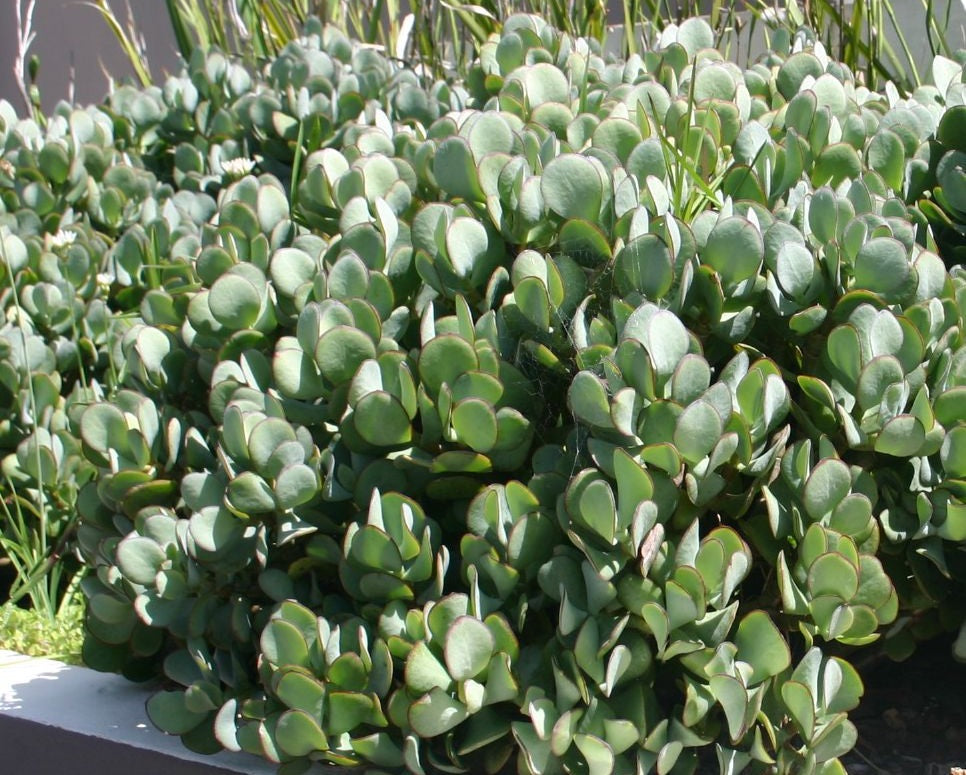 Crassula arborescens undulatifolia - BLUEBIRD - Ripple Jade
