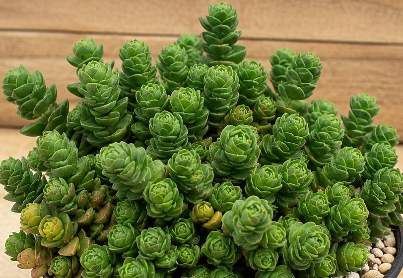 Crassula barklyi x susannae - EMERALD - Rattlesnake Buttons