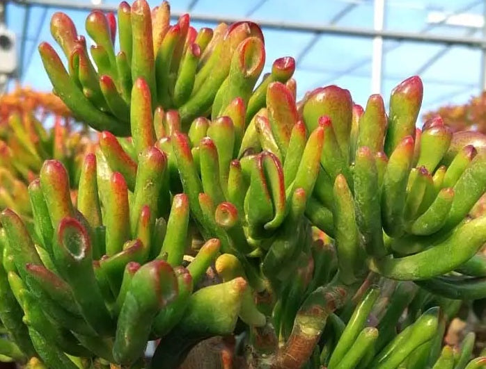 Crassula ovata - HOBBIT - Jade Plant