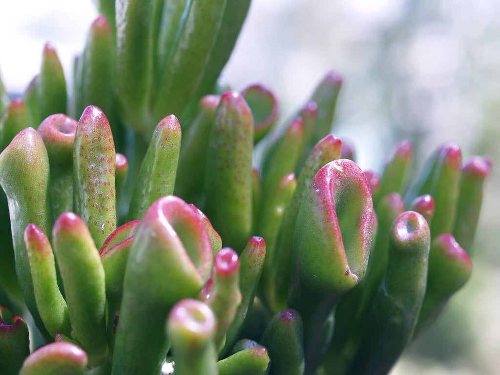 Crassula ovata - SHREK - Jade Plant