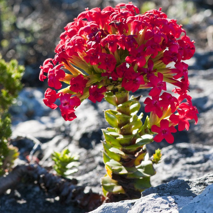 Crassula coccinea - Red Crassula