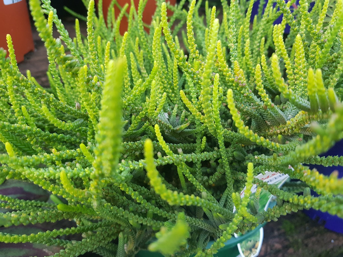 Crassula muscosa - Watch Chain