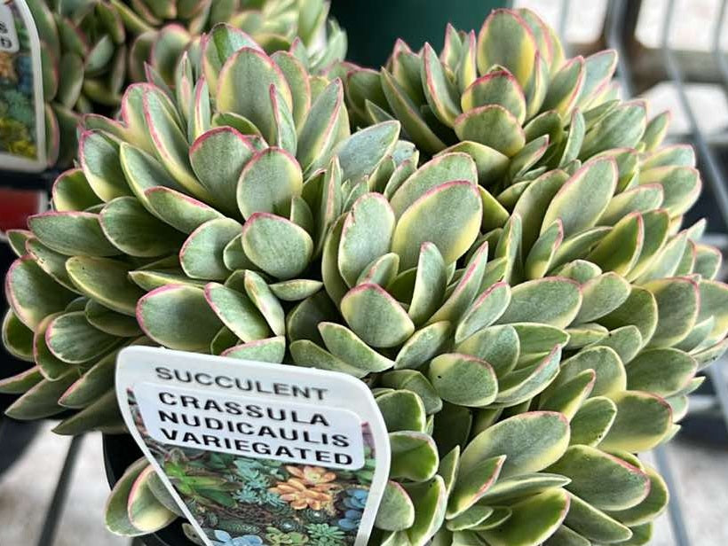 Crassula nudicaulis var platyphylla - VARIEGATED FORM - Devils Horns