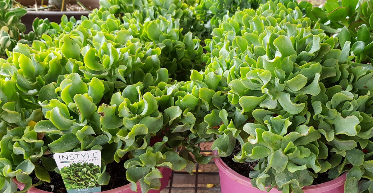 Crassula ovata - UNDULATA - Ripple Jade