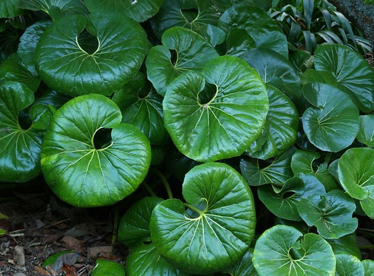 Cremanthodium reniforme - Tractor Seat Plant