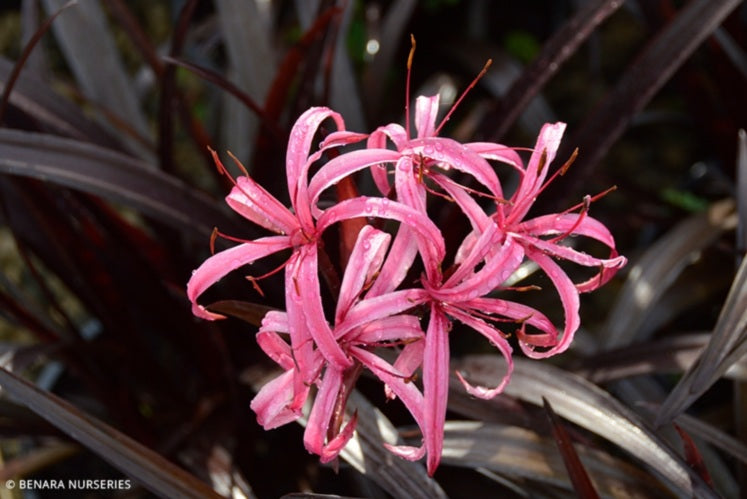 Crinum amabile - PURPLE DREAM - Menehune Lily