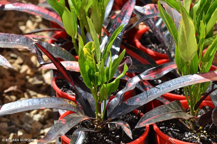 Codiaeum variegatum - SUPER MAMMY - Croton