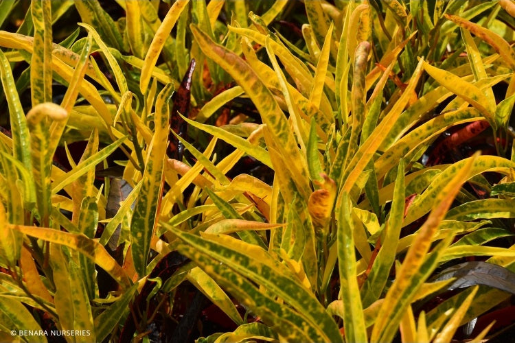 Codiaeum variegatum - SUPER ZANZIBAR - Croton