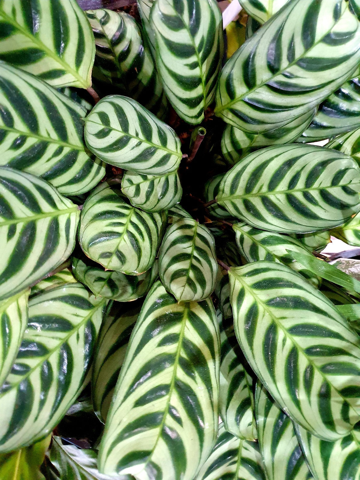 Ctenanthe burle-marxii - Fishbone Prayer Plant