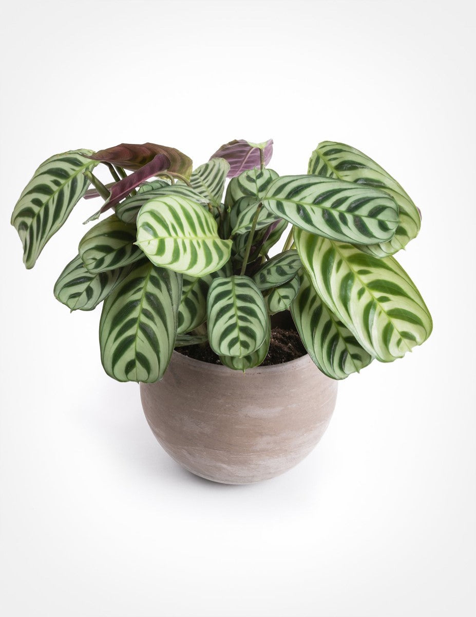 Ctenanthe burle-marxii - Fishbone Prayer Plant