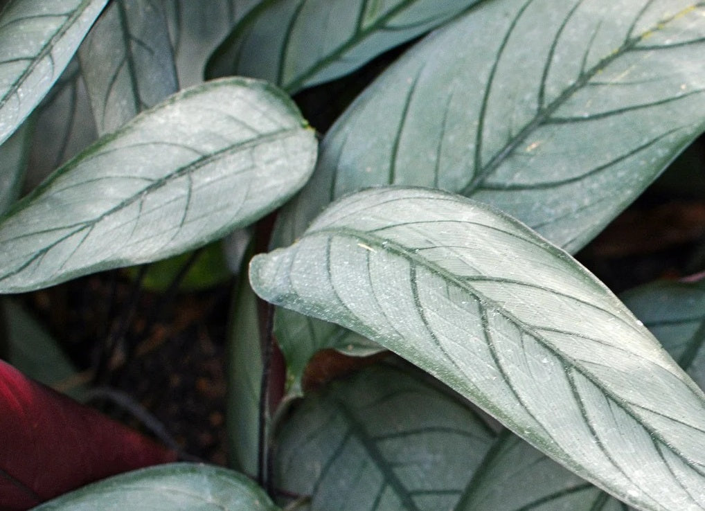 Ctenanthe setosa - GREY STAR - Never-Never Plant