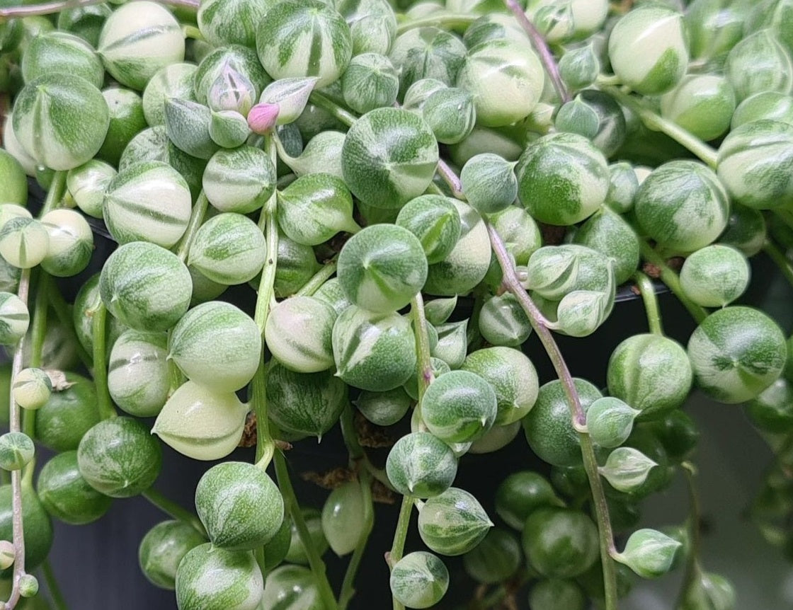 Curio rowleyanus - String of Pearls Variegated