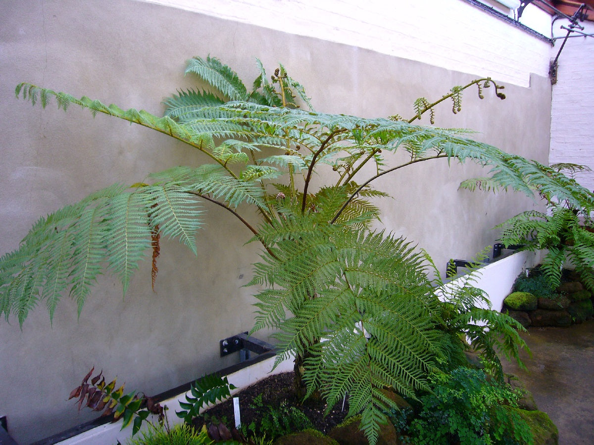 Sphaeropteris - Tree Fern Cyathea