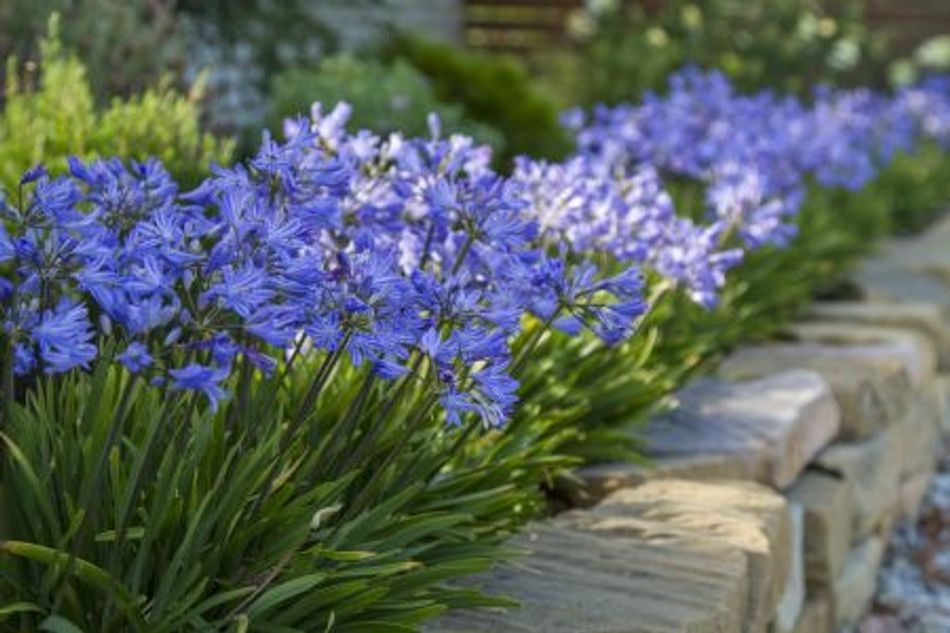 Agapanthus - BABY PETE - Lily of the Nile 'Baby Pete' PBR