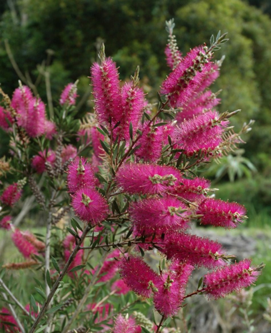 Melaleuca citrina - PURPLE SPLENDOUR - Lemon Bottlebrush