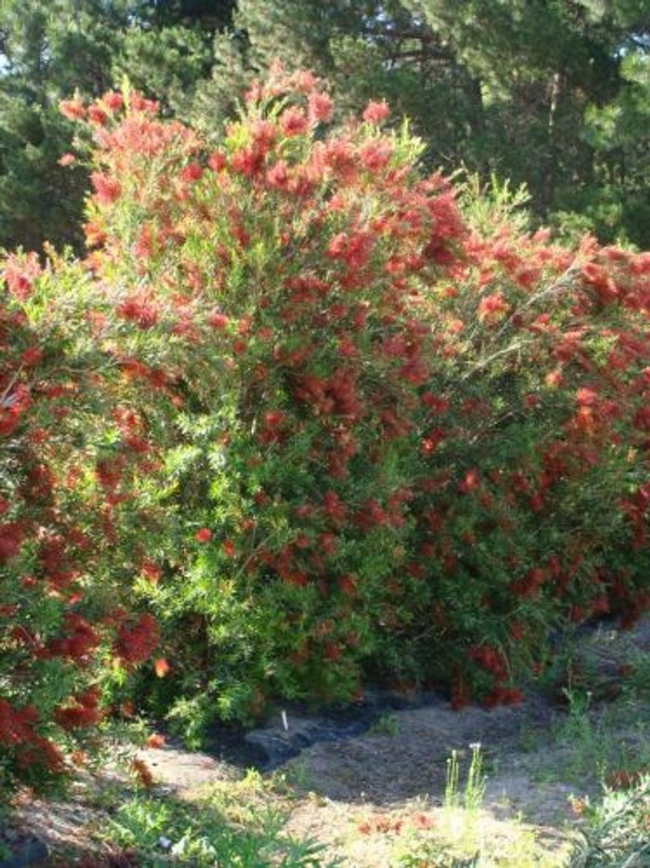 Melaleuca viminalis - SLIM™ - Weeping Bottlebrush 'CV01' PBR