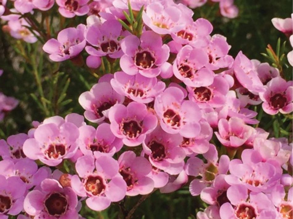 Chamelaucium - KERRYN - Geraldton Wax 'Kerryn' PBR