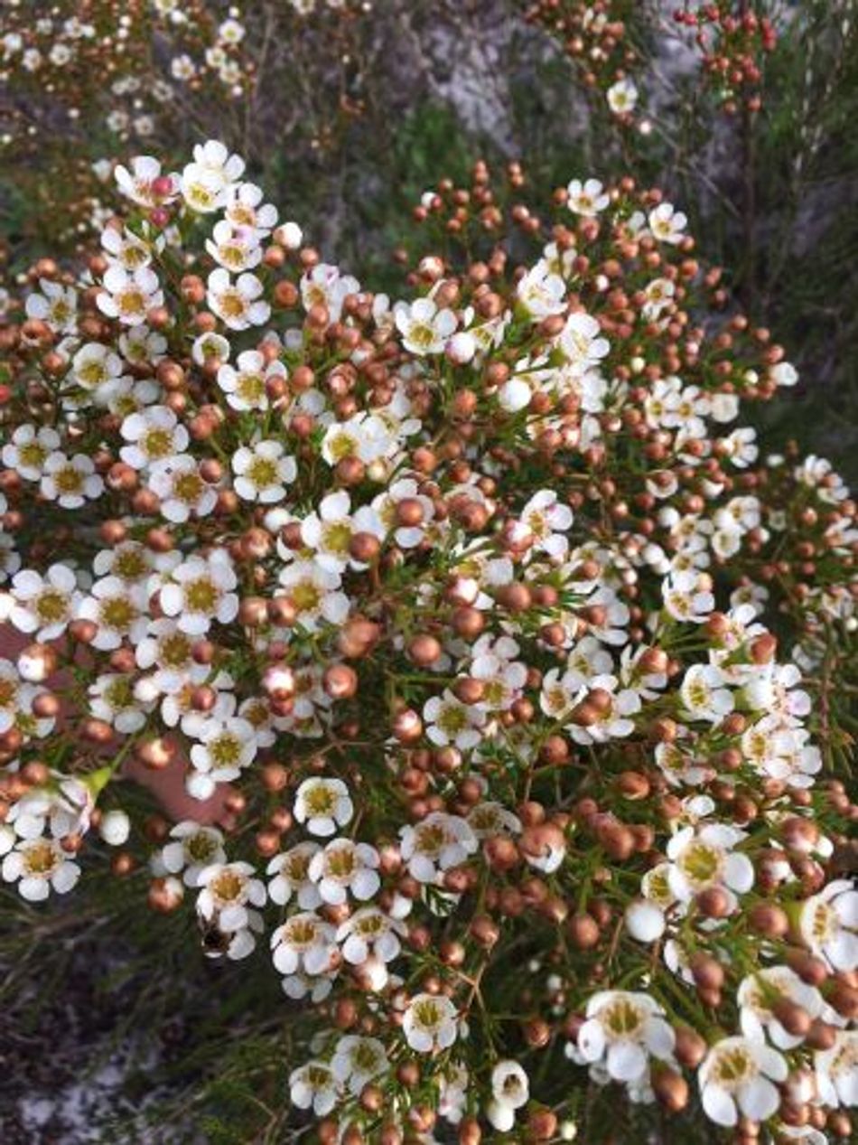 Chamelaucium megalopetalum x uncinatum - MORNING DELIGHT - Geraldton Wax 'Morning Delight' PBR