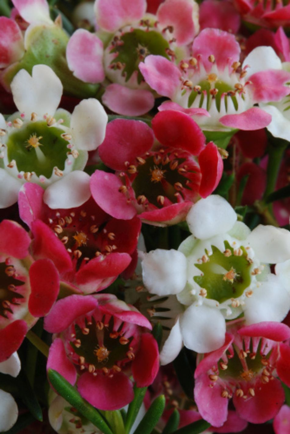Chamelaucium uncinatum x axillare - MY SWEET SIXTEEN - Geraldton Wax