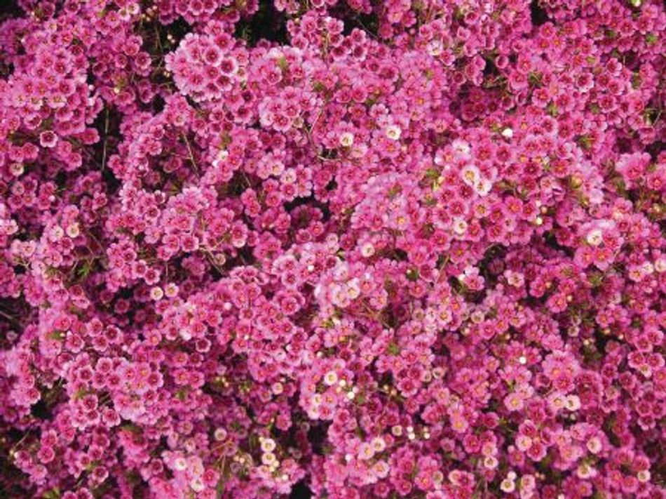 Chamelaucium megalopetalum - NINAS DELIGHT - Gerladton Wax 'Ninas Delight' PBR