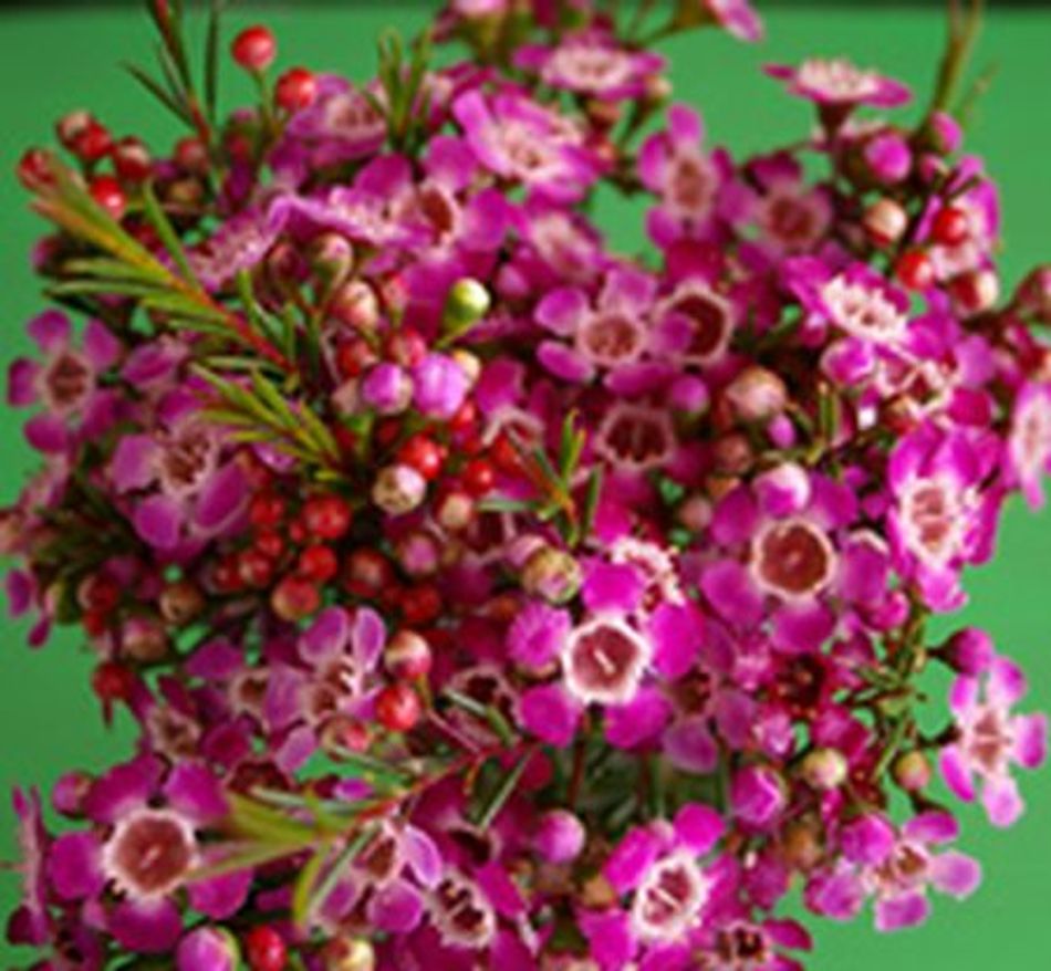Chamelaucium uncinatum - PURPLE GIANT - Geraldton Wax